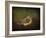 Baby Warbler-Jai Johnson-Framed Giclee Print