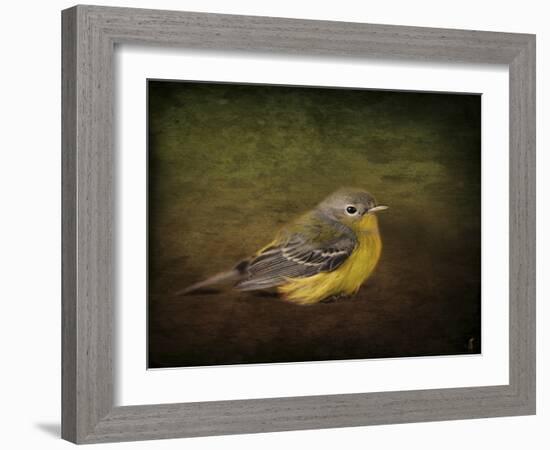 Baby Warbler-Jai Johnson-Framed Giclee Print