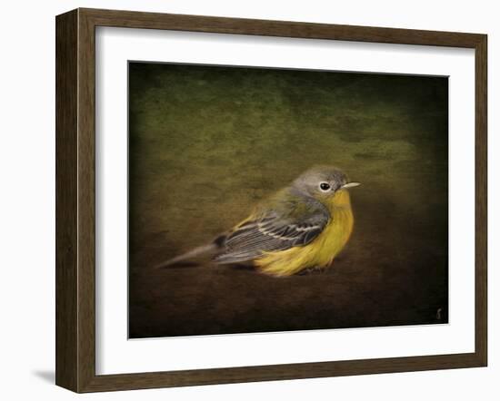 Baby Warbler-Jai Johnson-Framed Giclee Print