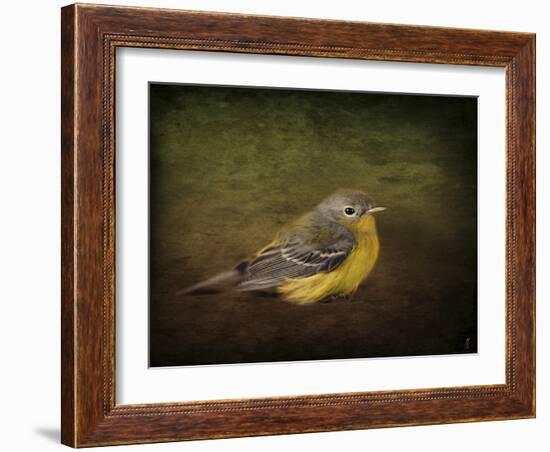 Baby Warbler-Jai Johnson-Framed Giclee Print