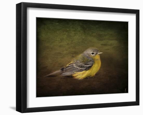 Baby Warbler-Jai Johnson-Framed Giclee Print