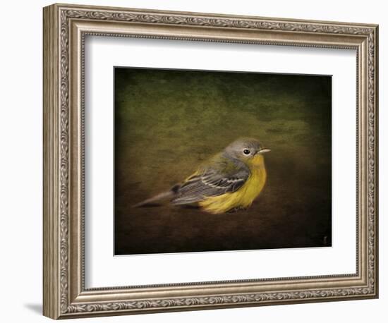 Baby Warbler-Jai Johnson-Framed Giclee Print