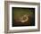 Baby Warbler-Jai Johnson-Framed Giclee Print