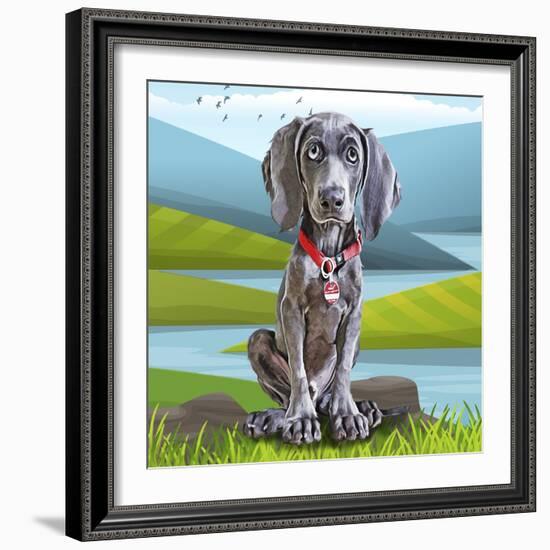 Baby Weimaraner-Kim Curinga-Framed Art Print