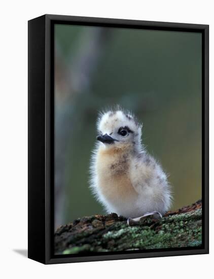 Baby White Tern on Branch, Midway Atoll National Wildlife Refuge, Hawaii, USA-Darrell Gulin-Framed Premier Image Canvas