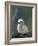 Baby White Tern on Branch, Midway Atoll National Wildlife Refuge, Hawaii, USA-Darrell Gulin-Framed Photographic Print