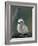 Baby White Tern on Branch, Midway Atoll National Wildlife Refuge, Hawaii, USA-Darrell Gulin-Framed Photographic Print