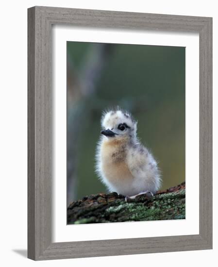 Baby White Tern on Branch, Midway Atoll National Wildlife Refuge, Hawaii, USA-Darrell Gulin-Framed Photographic Print