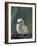 Baby White Tern on Branch, Midway Atoll National Wildlife Refuge, Hawaii, USA-Darrell Gulin-Framed Photographic Print