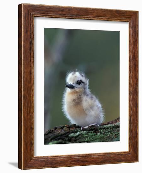 Baby White Tern on Branch, Midway Atoll National Wildlife Refuge, Hawaii, USA-Darrell Gulin-Framed Photographic Print