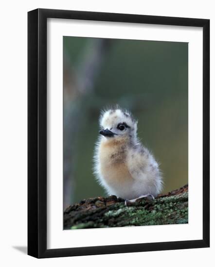 Baby White Tern on Branch, Midway Atoll National Wildlife Refuge, Hawaii, USA-Darrell Gulin-Framed Photographic Print