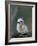 Baby White Tern on Branch, Midway Atoll National Wildlife Refuge, Hawaii, USA-Darrell Gulin-Framed Photographic Print