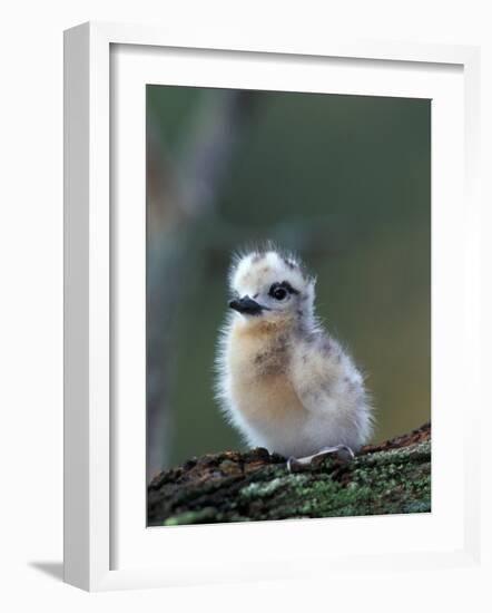 Baby White Tern on Branch, Midway Atoll National Wildlife Refuge, Hawaii, USA-Darrell Gulin-Framed Photographic Print