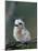 Baby White Tern on Branch, Midway Atoll National Wildlife Refuge, Hawaii, USA-Darrell Gulin-Mounted Photographic Print