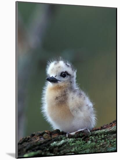 Baby White Tern on Branch, Midway Atoll National Wildlife Refuge, Hawaii, USA-Darrell Gulin-Mounted Photographic Print