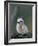 Baby White Tern on Branch, Midway Atoll National Wildlife Refuge, Hawaii, USA-Darrell Gulin-Framed Photographic Print