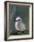 Baby White Tern on Branch, Midway Atoll National Wildlife Refuge, Hawaii, USA-Darrell Gulin-Framed Photographic Print