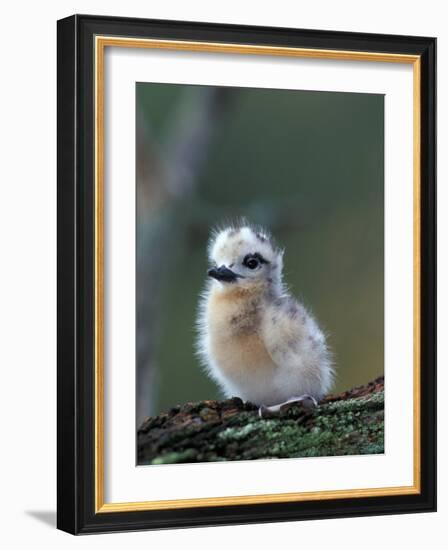 Baby White Tern on Branch, Midway Atoll National Wildlife Refuge, Hawaii, USA-Darrell Gulin-Framed Photographic Print