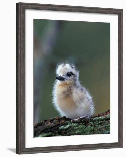 Baby White Tern on Branch, Midway Atoll National Wildlife Refuge, Hawaii, USA-Darrell Gulin-Framed Photographic Print