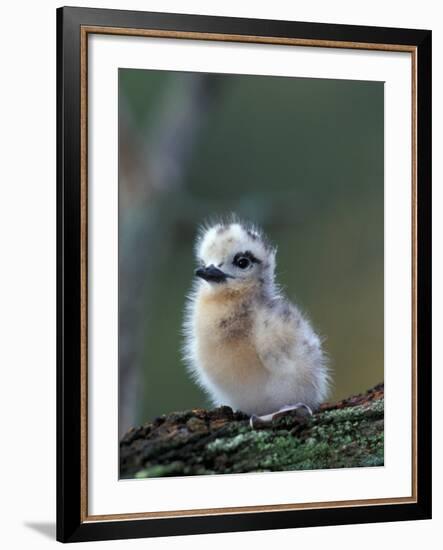 Baby White Tern on Branch, Midway Atoll National Wildlife Refuge, Hawaii, USA-Darrell Gulin-Framed Photographic Print