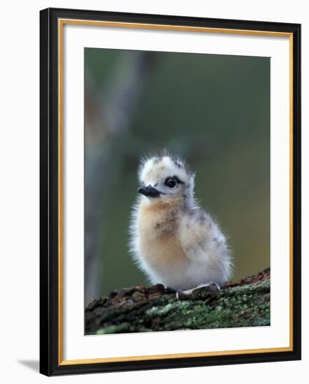 Baby White Tern on Branch, Midway Atoll National Wildlife Refuge, Hawaii, USA-Darrell Gulin-Framed Photographic Print