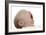 Baby Yawning-Ruth Jenkinson-Framed Photographic Print