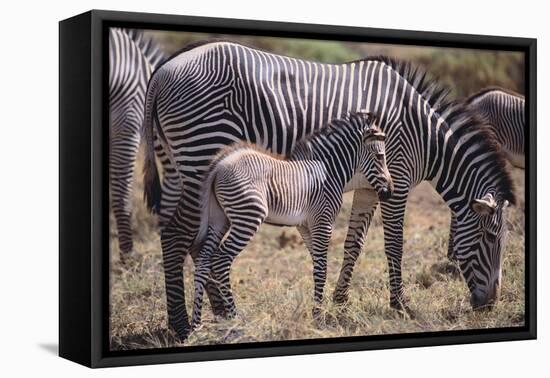 Baby Zebra and Mother-DLILLC-Framed Premier Image Canvas