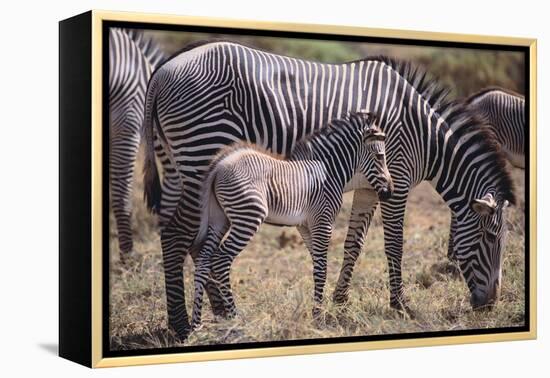 Baby Zebra and Mother-DLILLC-Framed Premier Image Canvas