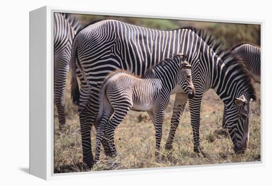 Baby Zebra and Mother-DLILLC-Framed Premier Image Canvas