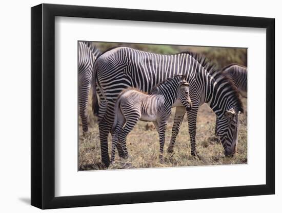 Baby Zebra and Mother-DLILLC-Framed Photographic Print