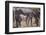 Baby Zebra and Mother-DLILLC-Framed Photographic Print