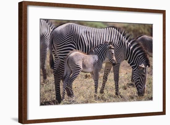 Baby Zebra and Mother-DLILLC-Framed Photographic Print