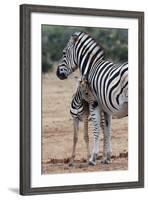 Baby Zebra and Mother-Four Oaks-Framed Photographic Print