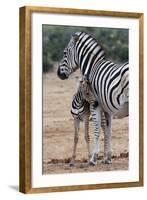 Baby Zebra and Mother-Four Oaks-Framed Photographic Print