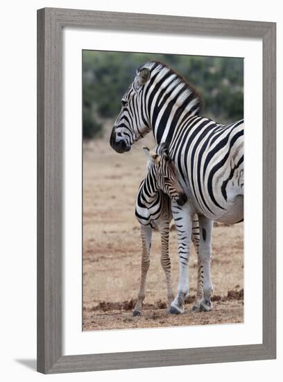 Baby Zebra and Mother-Four Oaks-Framed Photographic Print