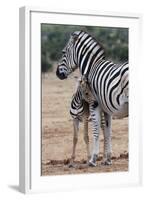 Baby Zebra and Mother-Four Oaks-Framed Photographic Print