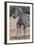 Baby Zebra and Mother-Four Oaks-Framed Photographic Print