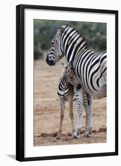 Baby Zebra and Mother-Four Oaks-Framed Photographic Print