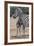 Baby Zebra and Mother-Four Oaks-Framed Photographic Print