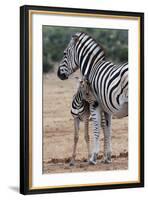 Baby Zebra and Mother-Four Oaks-Framed Photographic Print