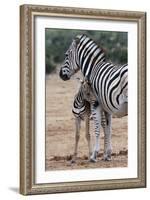 Baby Zebra and Mother-Four Oaks-Framed Photographic Print