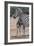 Baby Zebra and Mother-Four Oaks-Framed Photographic Print