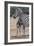 Baby Zebra and Mother-Four Oaks-Framed Photographic Print