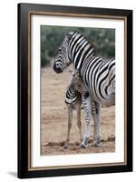Baby Zebra and Mother-Four Oaks-Framed Photographic Print