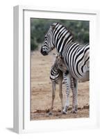 Baby Zebra and Mother-Four Oaks-Framed Photographic Print