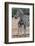 Baby Zebra and Mother-Four Oaks-Framed Photographic Print