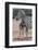 Baby Zebra and Mother-Four Oaks-Framed Photographic Print