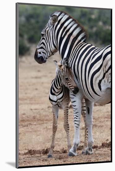 Baby Zebra and Mother-Four Oaks-Mounted Photographic Print