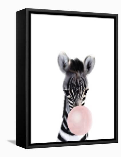 Baby Zebra Bubble Gum-Leah Straatsma-Framed Stretched Canvas