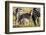 Baby zebra, Masai Mara, Kenya, East Africa, Africa-Karen Deakin-Framed Photographic Print